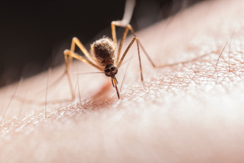violación presentación Selección conjunta Cómo ahuyentar a los mosquitos en verano - Blog Ecocentro